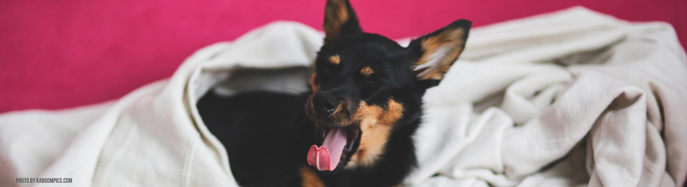 This dog is yawning because it is close to nap time.