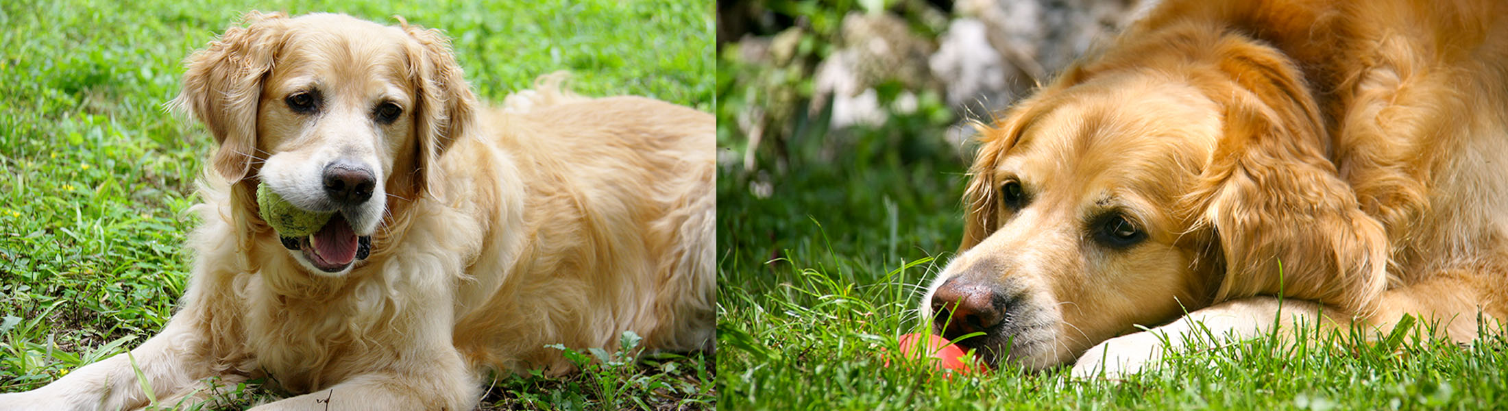 Bo enjoys being outside in the grass with his toys.